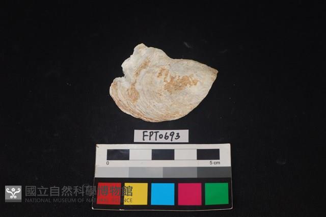 貝殼藏品圖，第1張