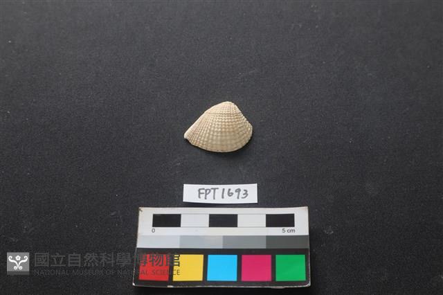 貝殼藏品圖，第1張