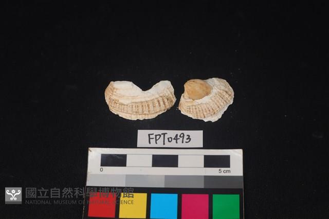 貝殼藏品圖，第1張