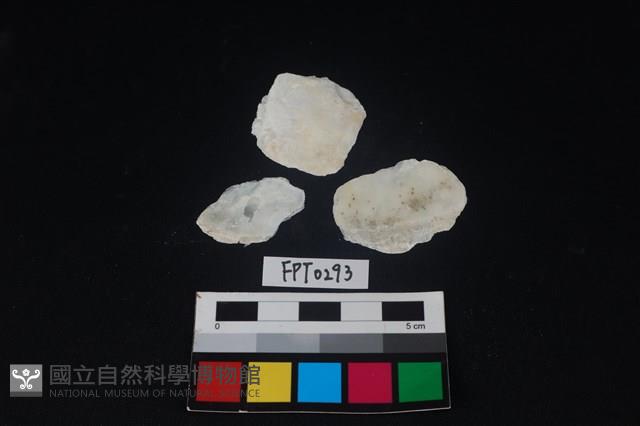 貝殼藏品圖，第1張