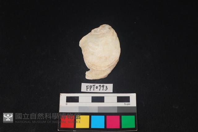 貝殼藏品圖，第1張