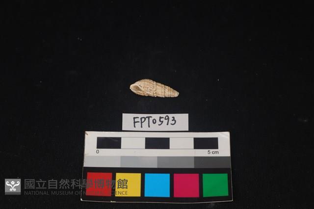 貝殼藏品圖，第1張
