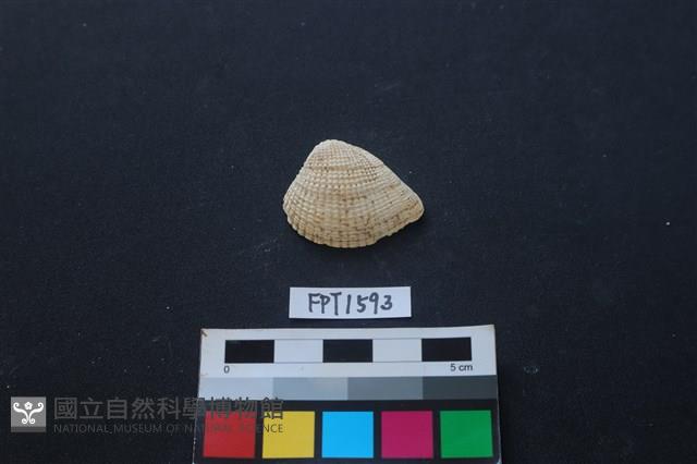 貝殼藏品圖，第1張