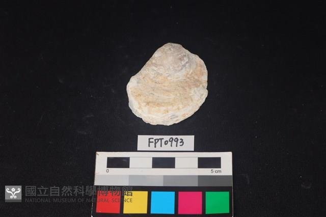 貝殼藏品圖，第1張
