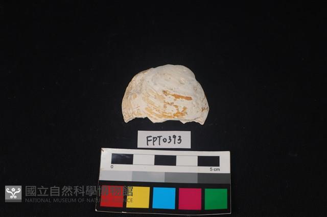 貝殼藏品圖，第1張