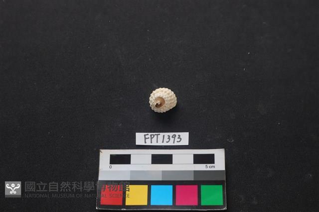 貝殼藏品圖，第1張