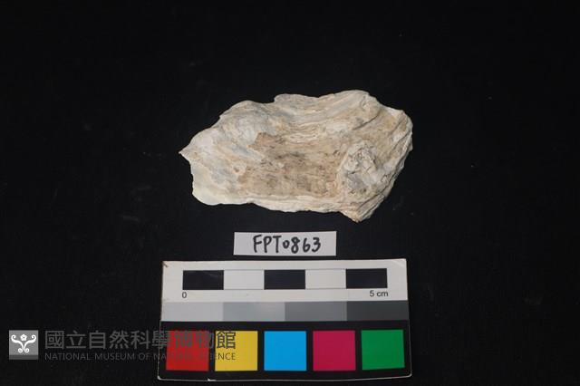 貝殼藏品圖，第1張