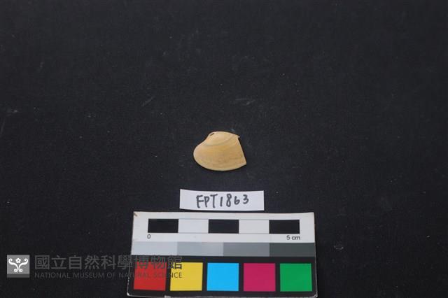 貝殼藏品圖，第1張