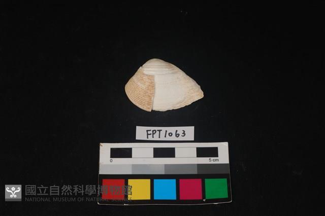 貝殼藏品圖，第1張