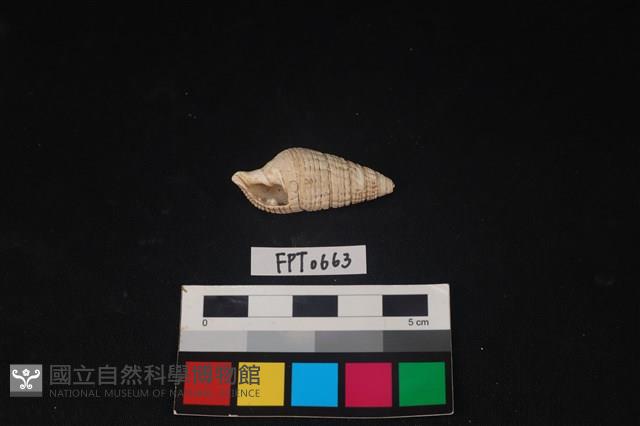 貝殼藏品圖，第1張