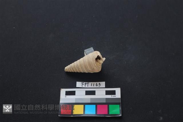 貝殼藏品圖，第1張