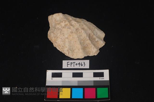 貝殼藏品圖，第1張