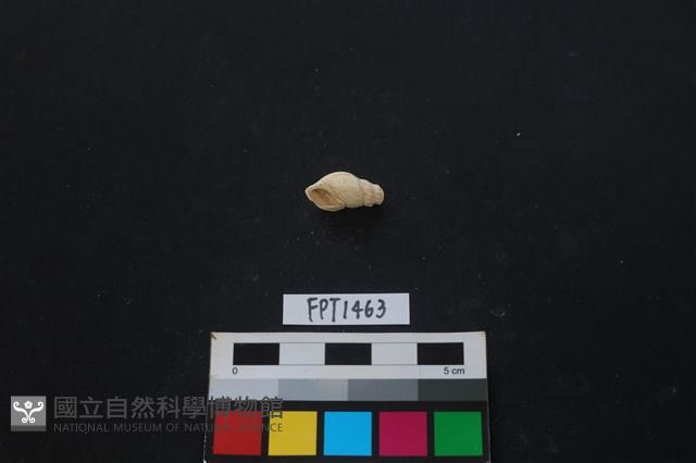 貝殼藏品圖，第1張