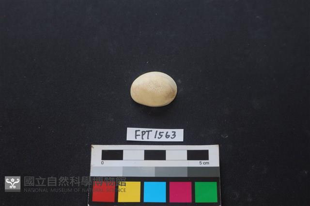 貝殼藏品圖，第1張