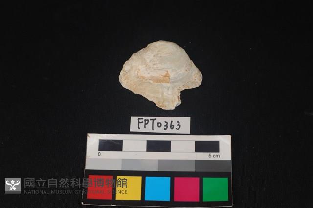 貝殼藏品圖，第1張