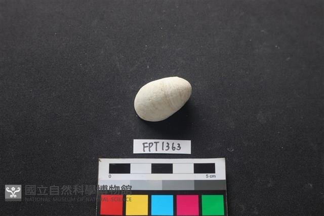 貝殼藏品圖，第1張