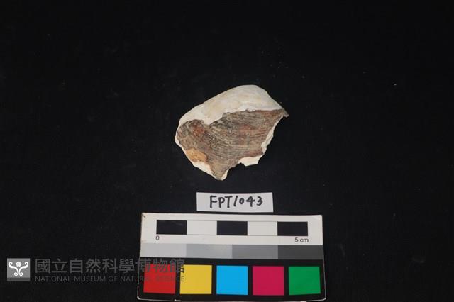 貝殼藏品圖，第1張