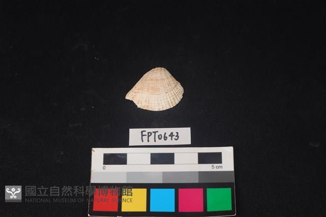 貝殼藏品圖，第1張