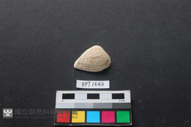 貝殼藏品圖，第1張