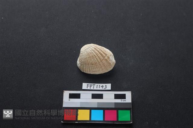 貝殼藏品圖，第1張