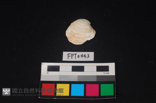 貝殼藏品圖，第1張