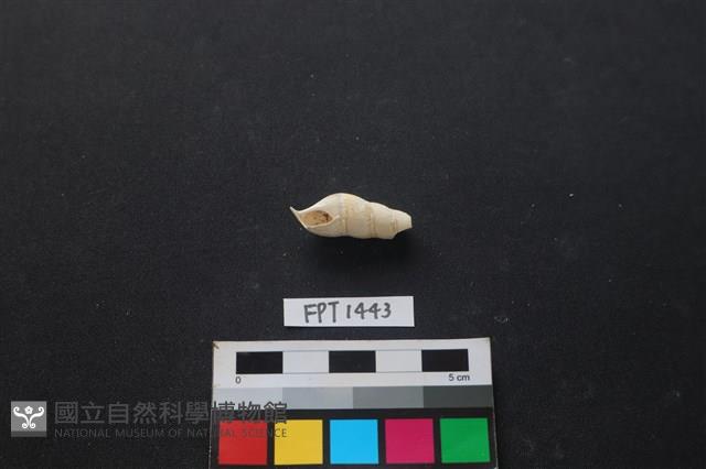 貝殼藏品圖，第1張