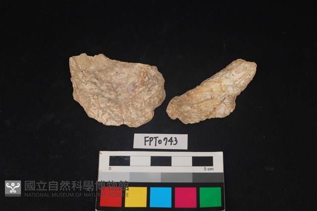 貝殼藏品圖，第1張