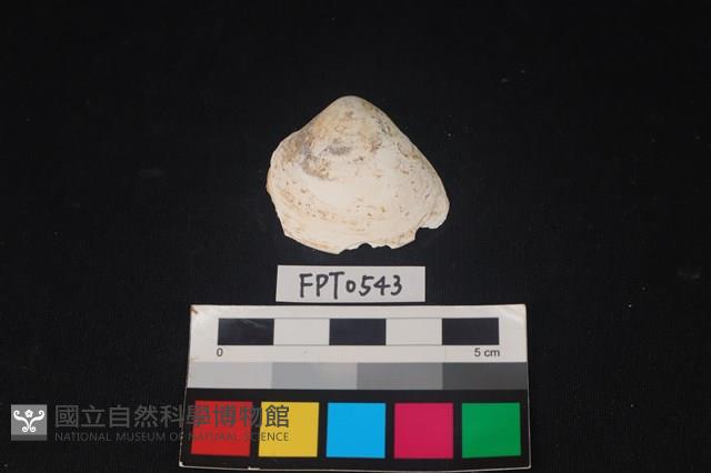 貝殼藏品圖，第1張