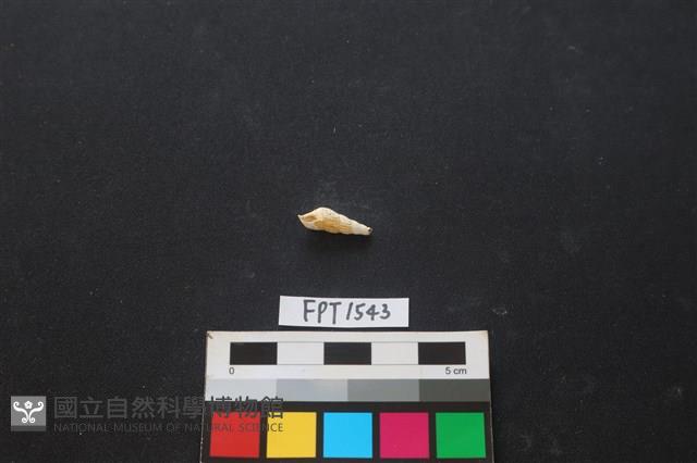 貝殼藏品圖，第1張