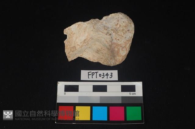 貝殼藏品圖，第1張