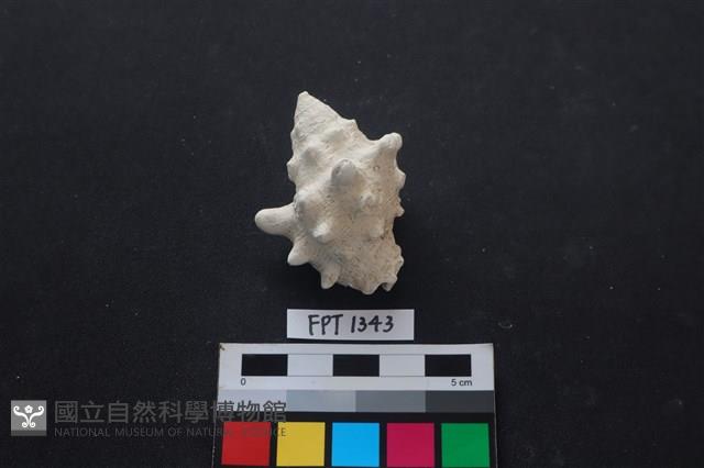 貝殼藏品圖，第1張