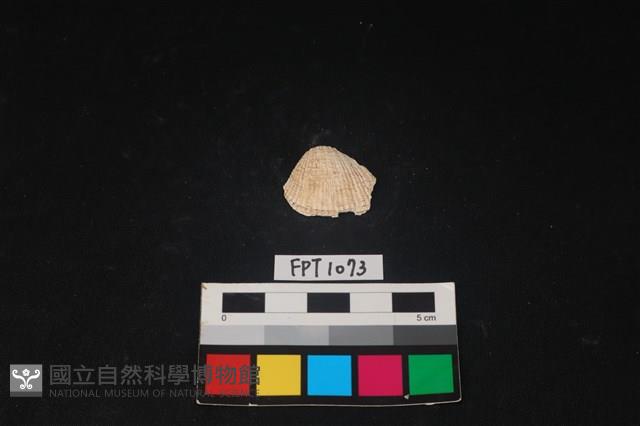 貝殼藏品圖，第1張