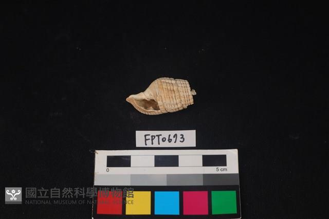 貝殼藏品圖，第1張