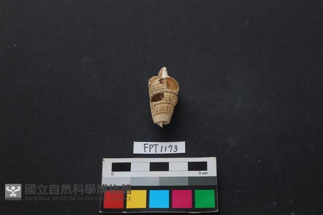 貝殼藏品圖，第1張