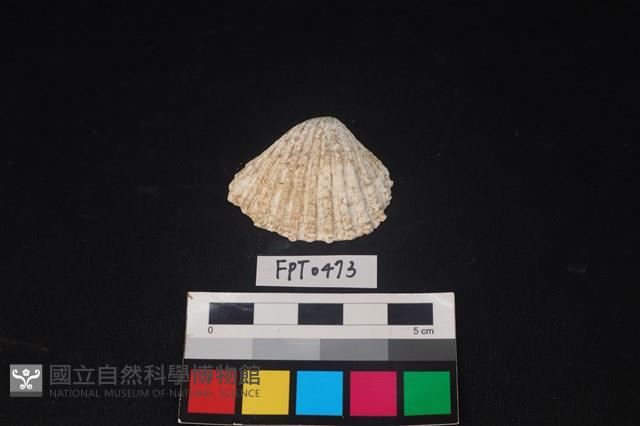 貝殼藏品圖，第1張
