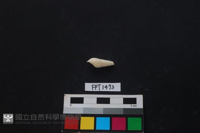 貝殼藏品圖，第1張