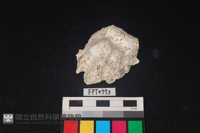 貝殼藏品圖，第1張