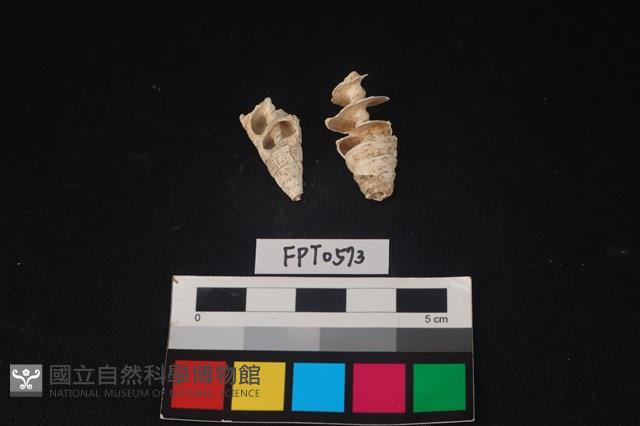 貝殼藏品圖，第1張