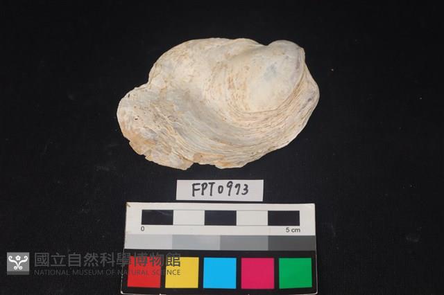 貝殼藏品圖，第1張