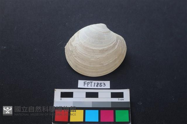 貝殼藏品圖，第1張