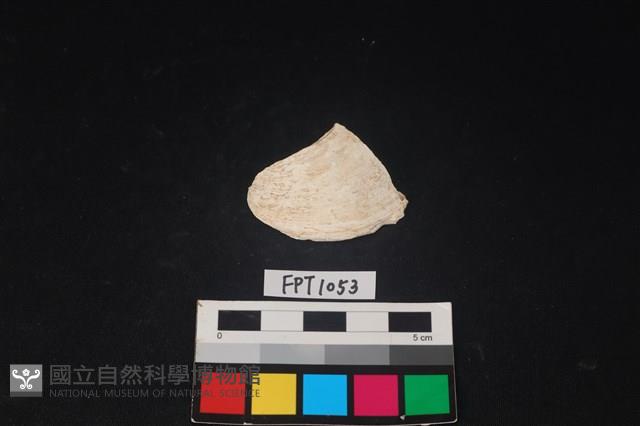 貝殼藏品圖，第1張