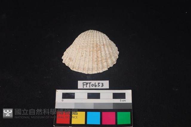貝殼藏品圖，第1張