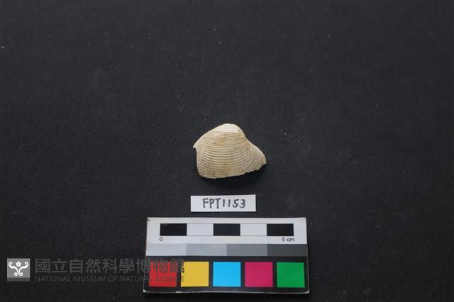 貝殼藏品圖，第1張