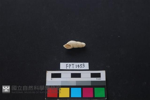 貝殼藏品圖，第1張