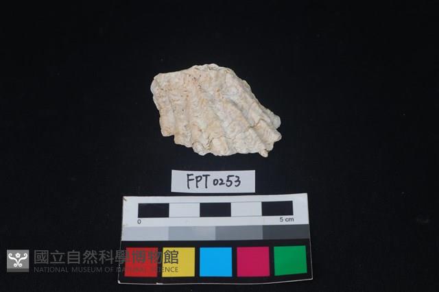 貝殼藏品圖，第1張