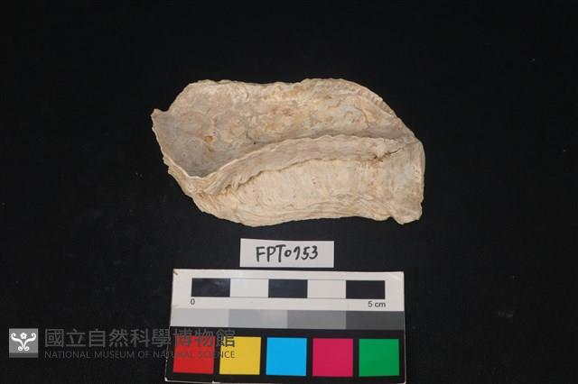 貝殼藏品圖，第1張