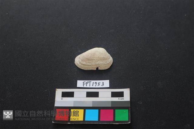 貝殼藏品圖，第1張