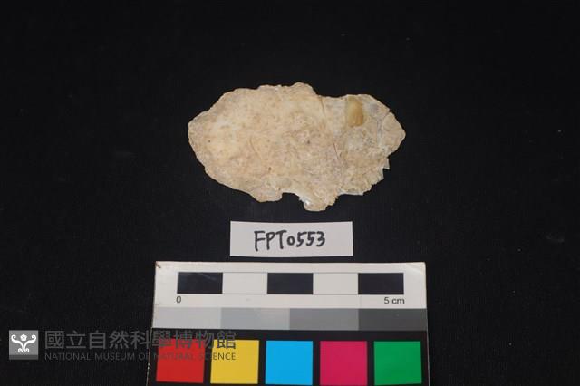 貝殼藏品圖，第1張