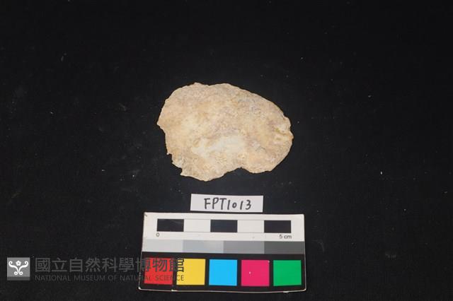 貝殼藏品圖，第1張