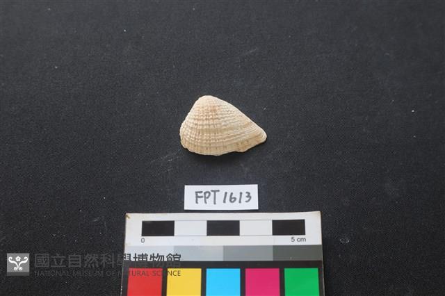 貝殼藏品圖，第1張